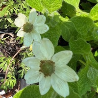 Anemone caroliniana